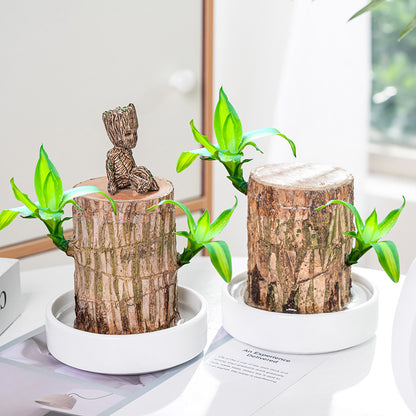 Hydroponic lucky tree Brazilian wood