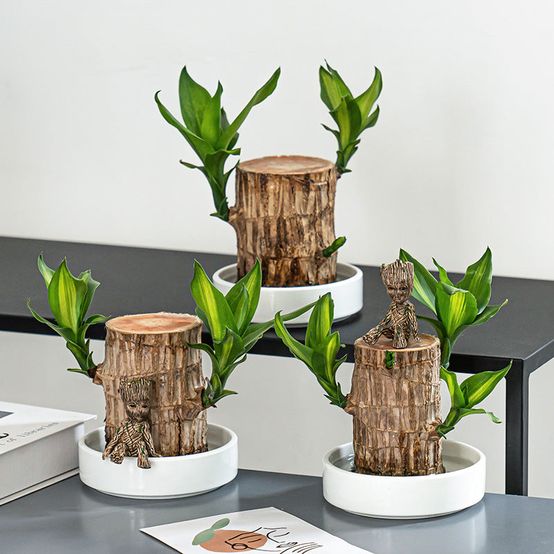 Hydroponic lucky tree Brazilian wood