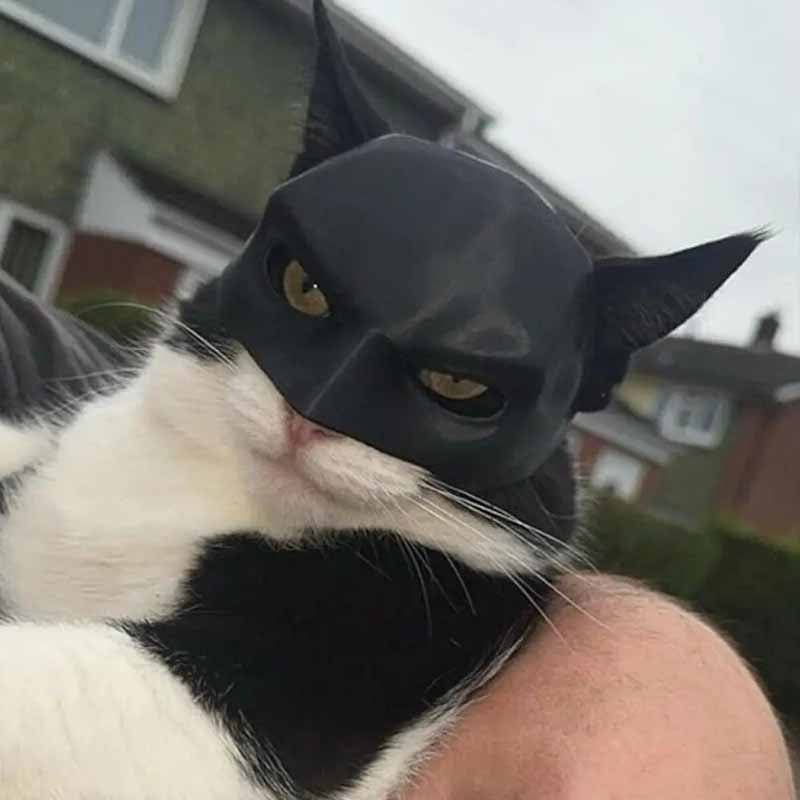 Batcat Avengers Mask Cat Mask